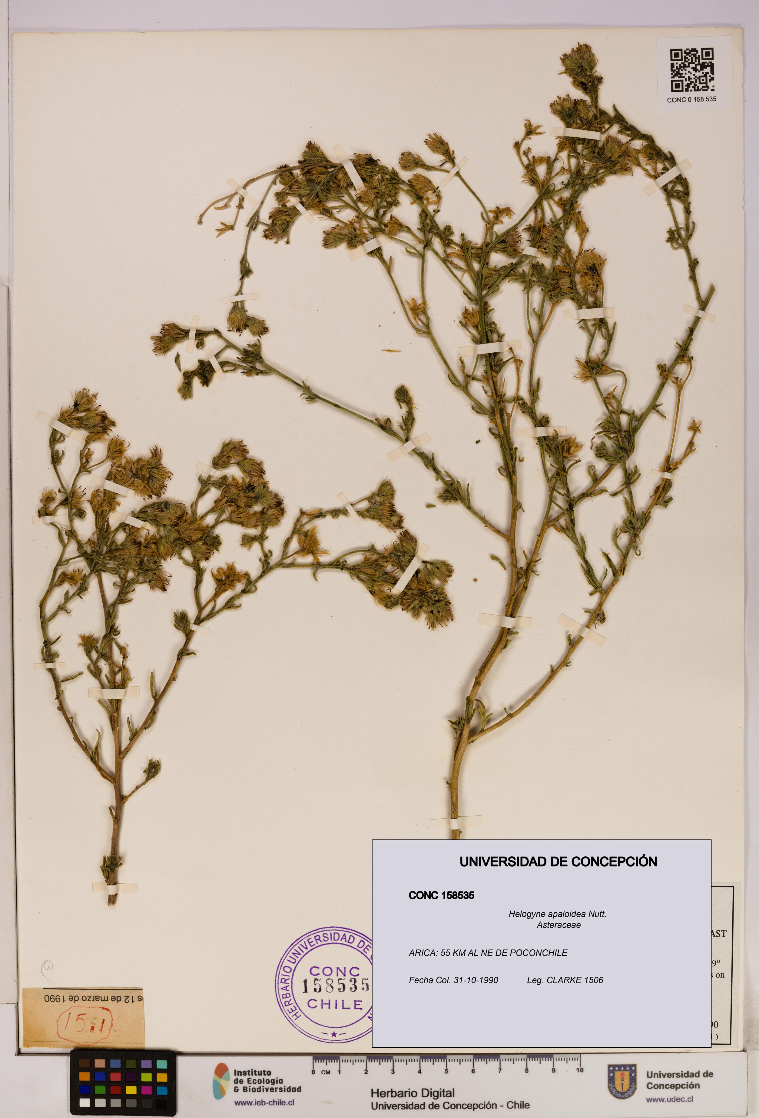 Helogyne apaloidea [Espécimen: UDEC:CONC:0158535]