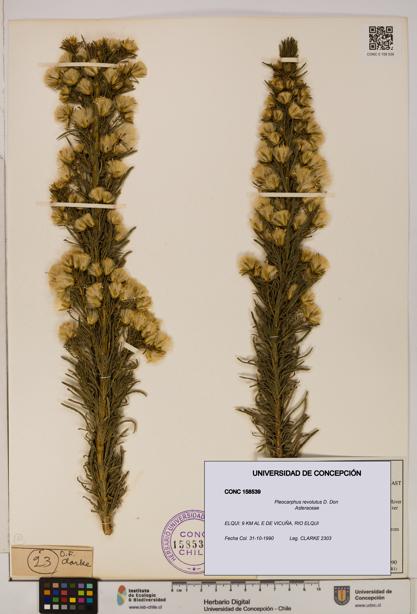 Pleocarphus revolutus [Espécimen: UDEC:CONC:0158539]