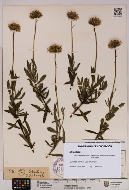 Haplopappus velutinus subsp. illinitus [Espécimen: UDEC:CONC:0158541]