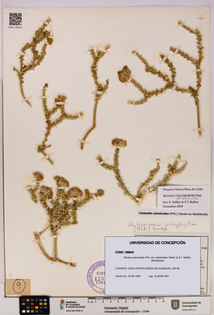 Silvaea celosioides var. celosioides [Espécimen: UDEC:CONC:0158543]