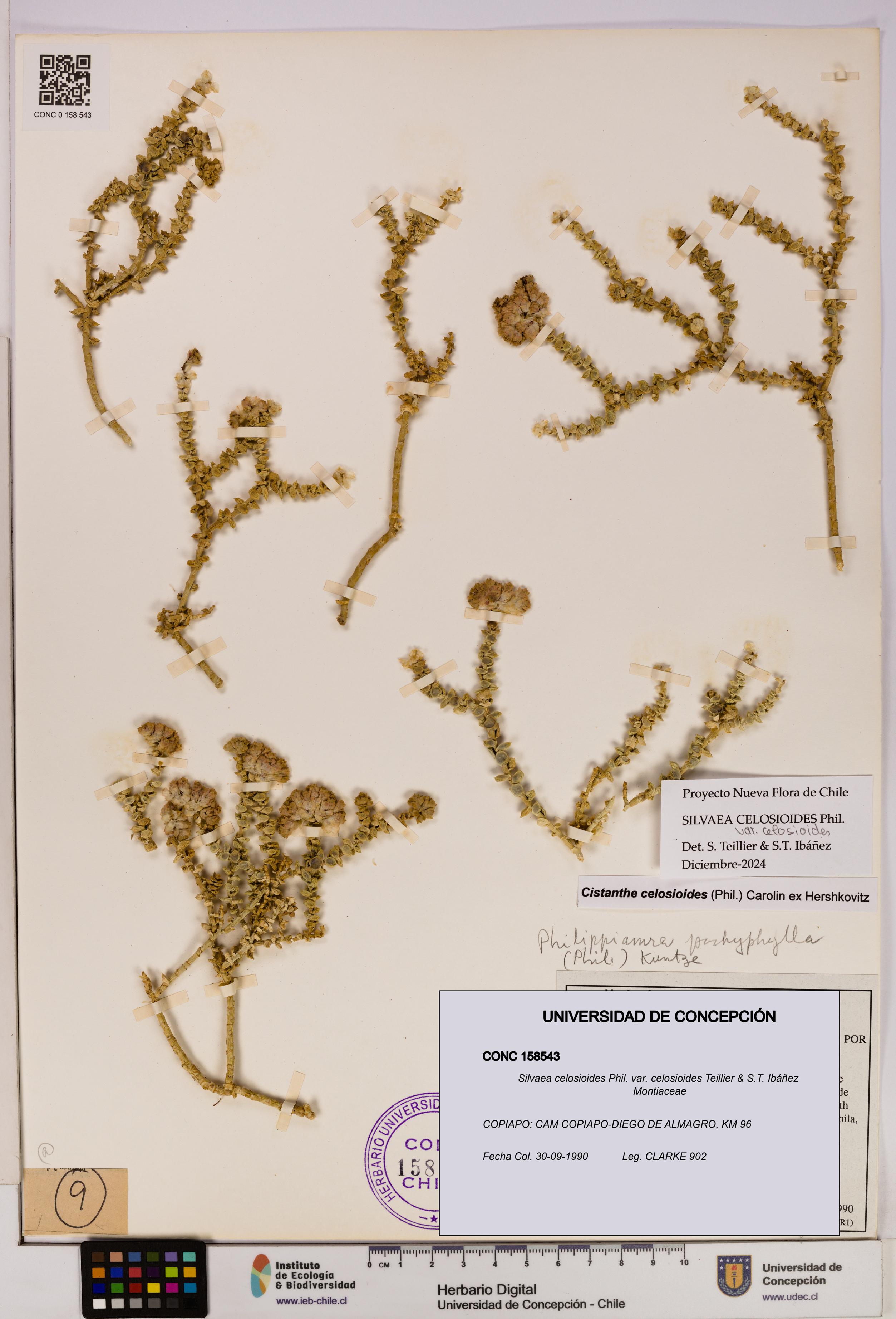 Silvaea celosioides var. celosioides [Espécimen: UDEC:CONC:0158543]