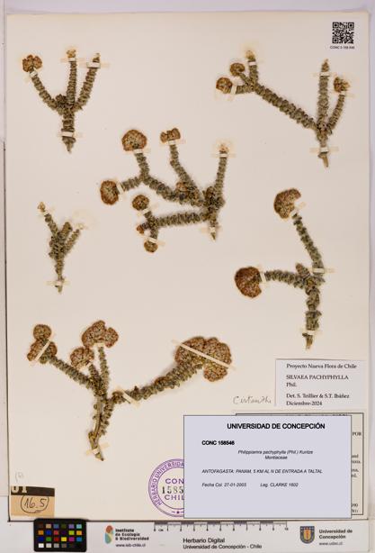 Philippiamra pachyphylla [Espécimen: ]
