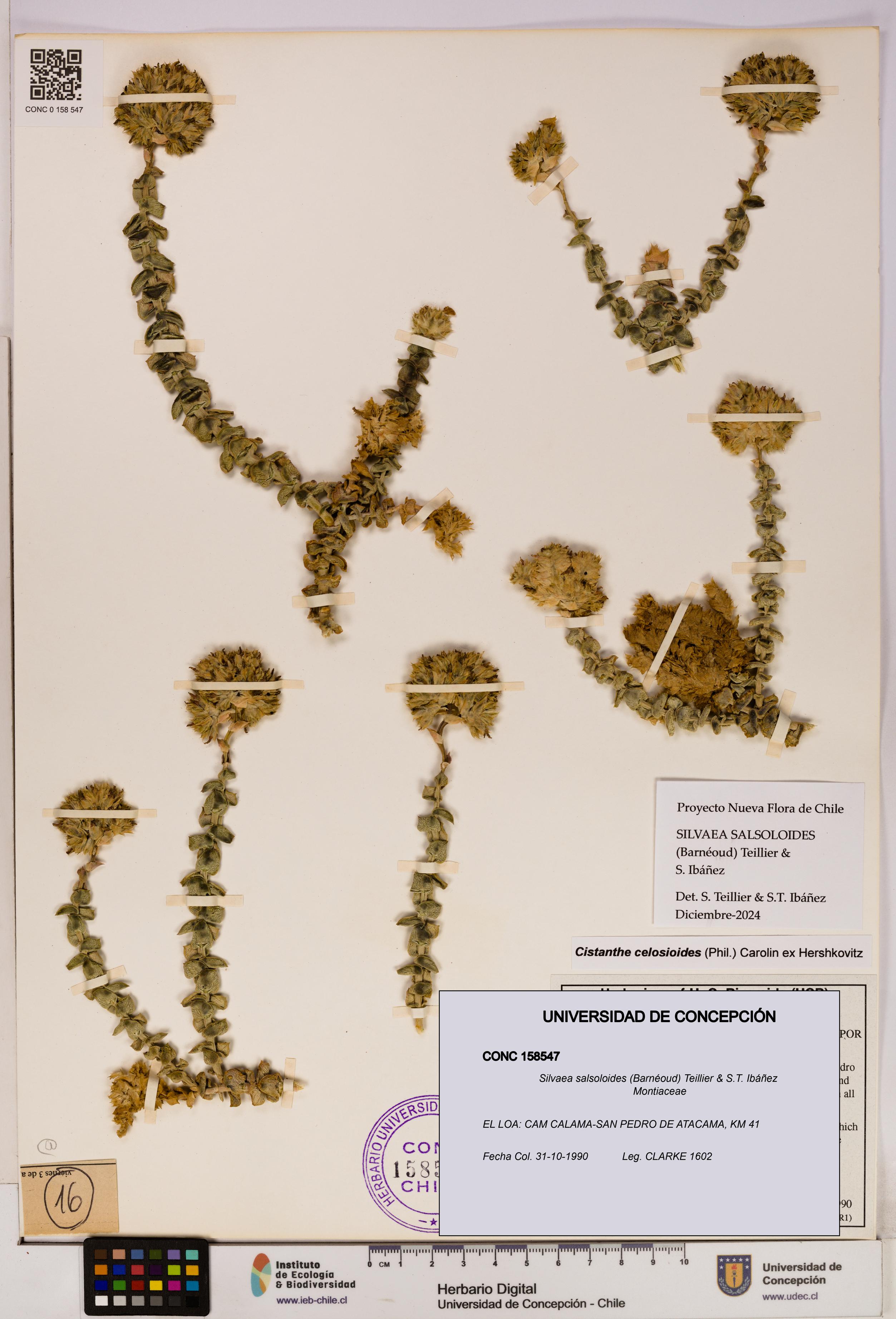 Silvaea salsoloides [Espécimen: UDEC:CONC:0158547]