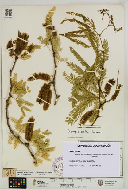 Neltuma alba var. alba [Espécimen: UDEC:CONC:0158549]