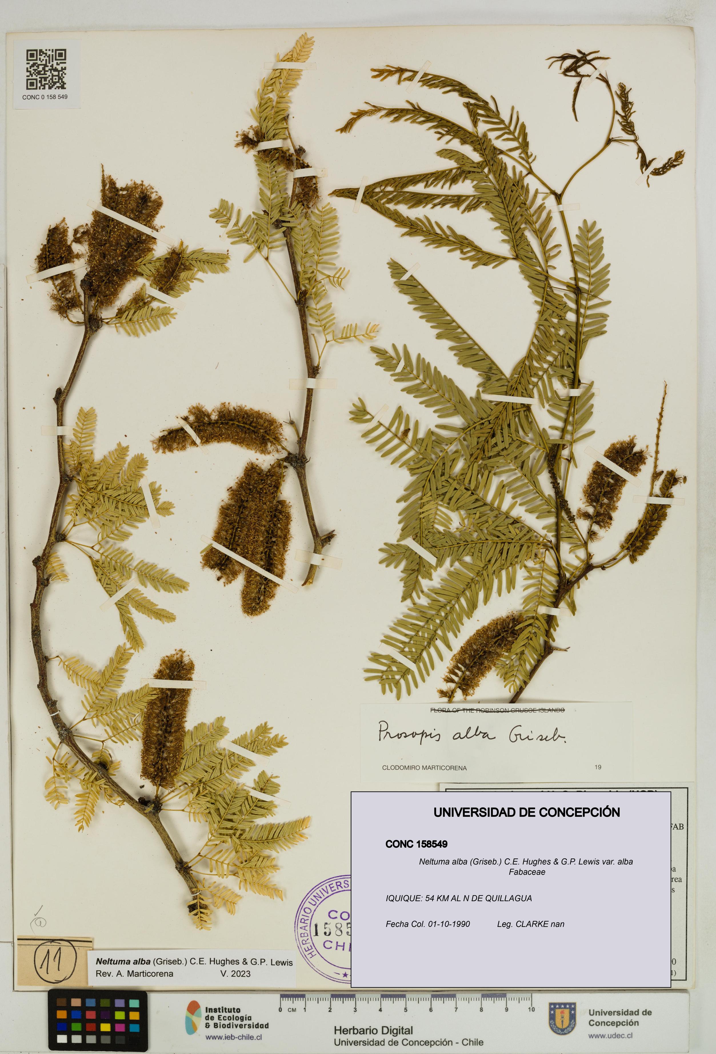 Neltuma alba var. alba [Espécimen: UDEC:CONC:0158549]