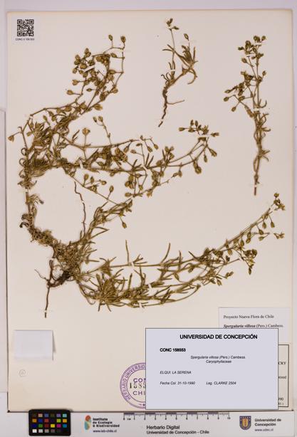 Spergularia villosa [Espécimen: UDEC:CONC:0158553]