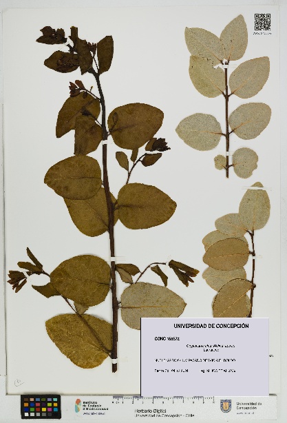 Cryptocarya alba [Espécimen: UDEC:CONC:0158572]