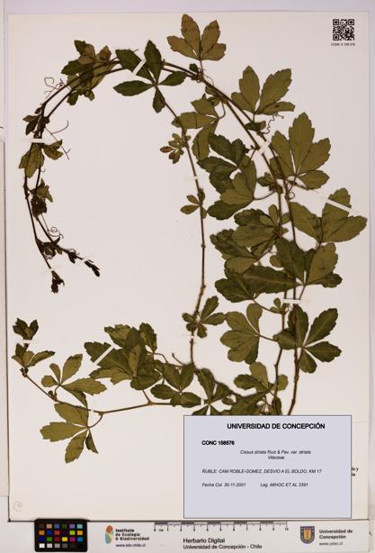 Cissus striata var. striata [Espécimen: UDEC:CONC:0158576]