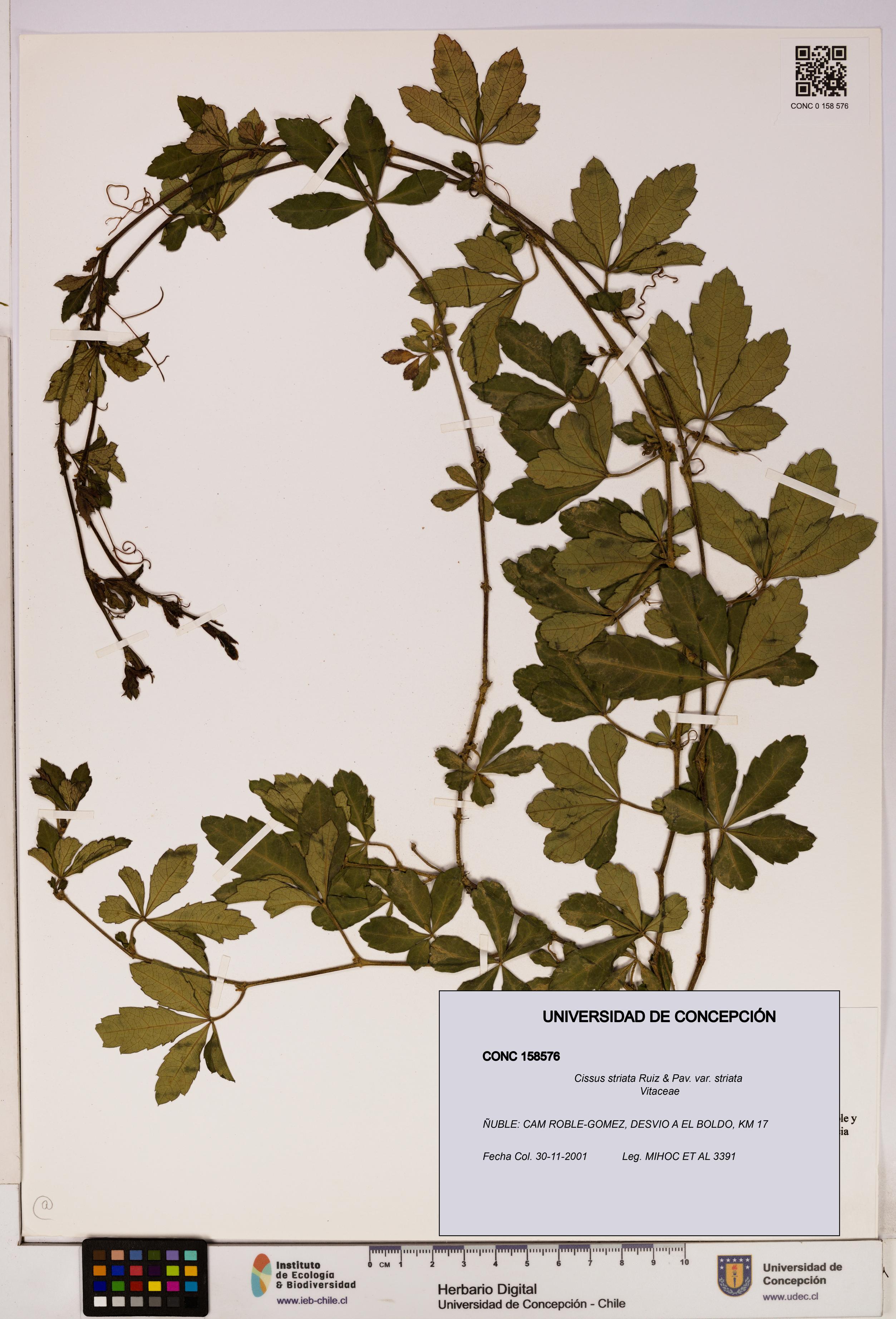 Cissus striata var. striata [Espécimen: UDEC:CONC:0158576]