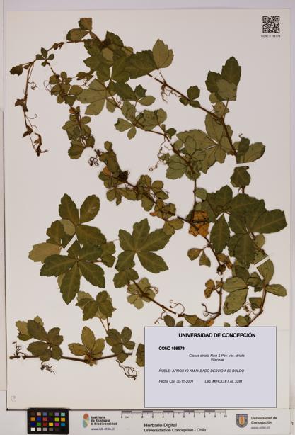 Cissus striata var. striata [Espécimen: UDEC:CONC:0158578]
