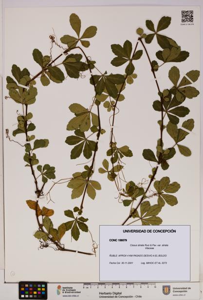 Cissus striata var. striata [Espécimen: UDEC:CONC:0158579]