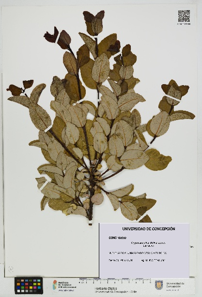 Cryptocarya alba [Espécimen: UDEC:CONC:0158580]