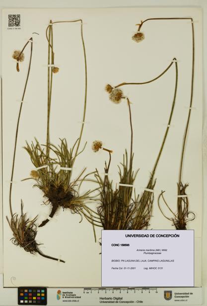 Armeria maritima [Espécimen: UDEC:CONC:0158593]