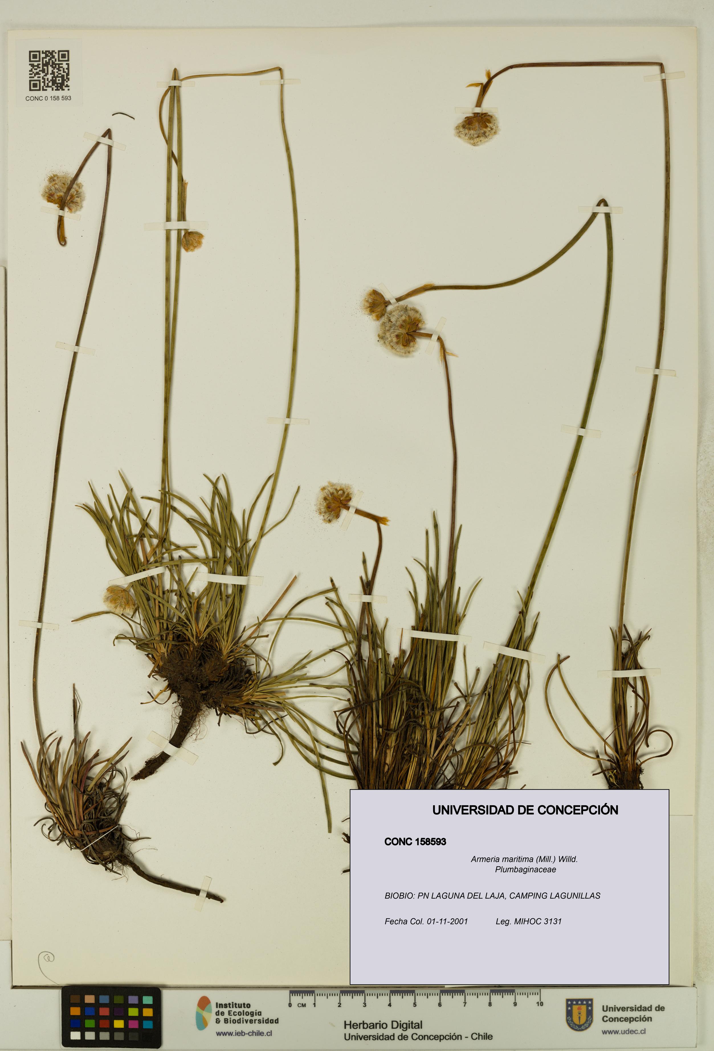 Armeria maritima [Espécimen: UDEC:CONC:0158593]
