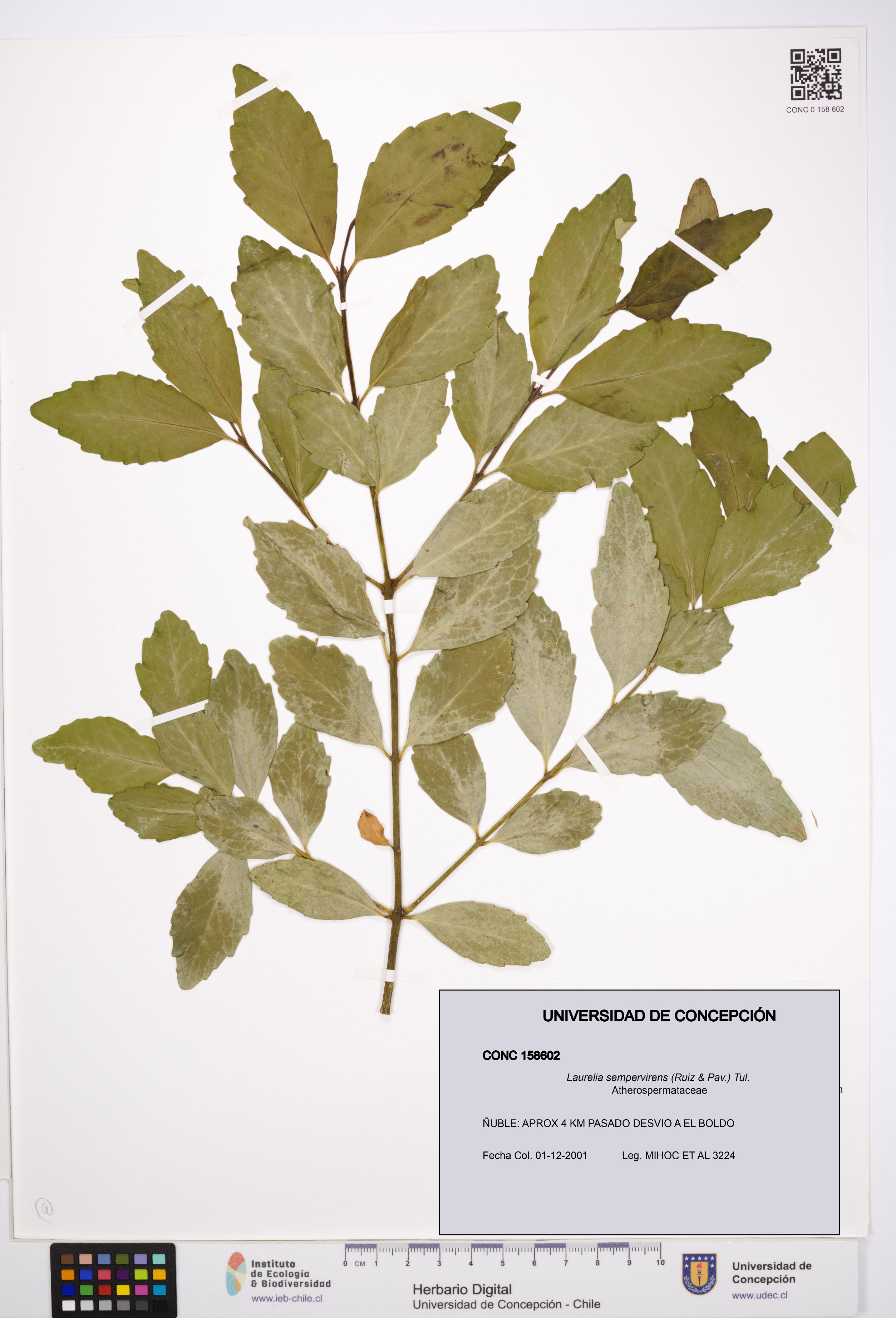 Laurelia sempervirens [Espécimen: UDEC:CONC:0158602]