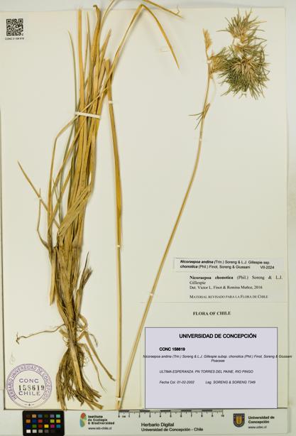 Nicoraepoa andina subsp. chonotica [Espécimen: UDEC:CONC:0158619]