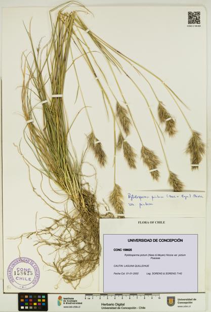 Rytidosperma pictum var. pictum [Espécimen: UDEC:CONC:0158625]