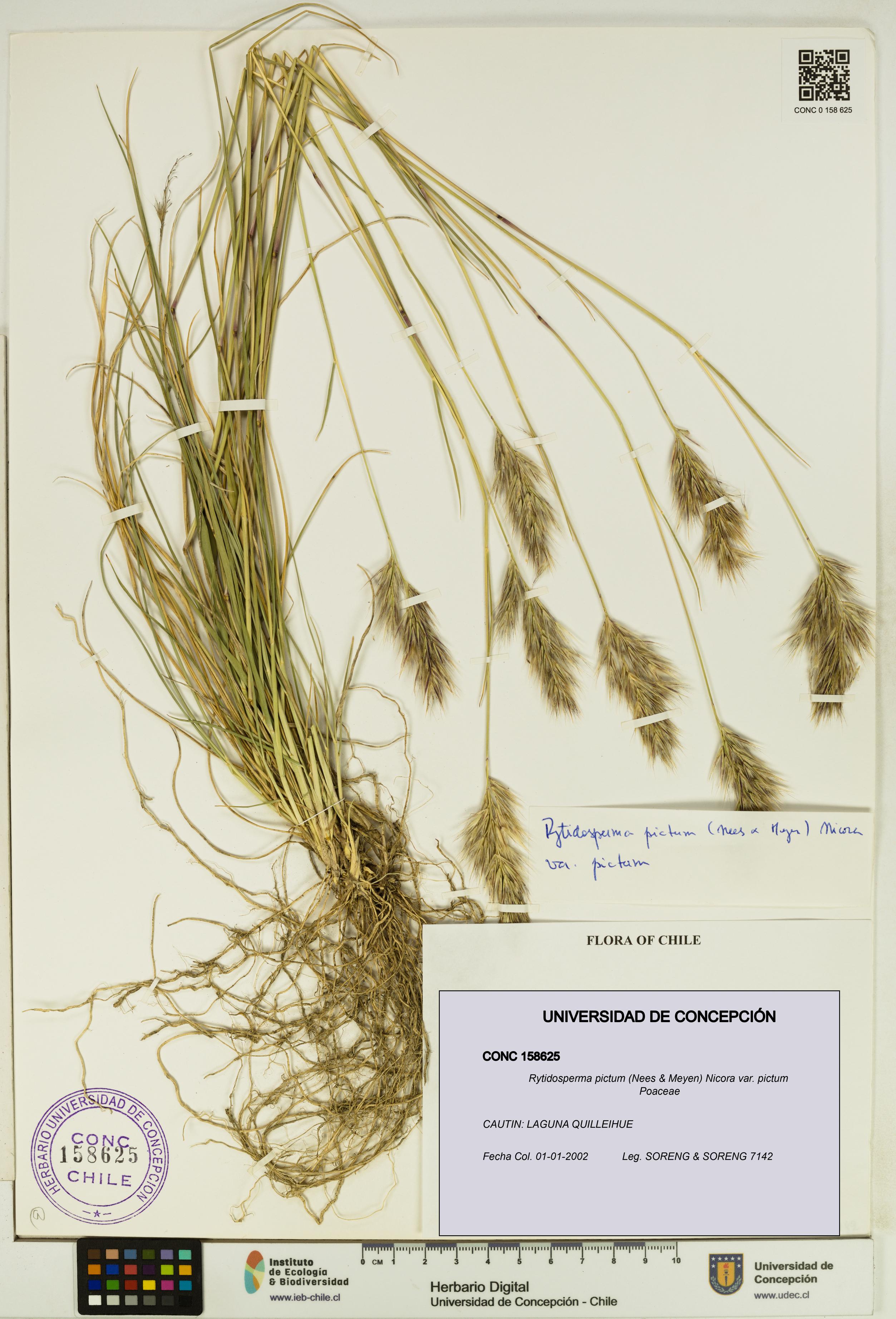 Rytidosperma pictum var. pictum [Espécimen: UDEC:CONC:0158625]