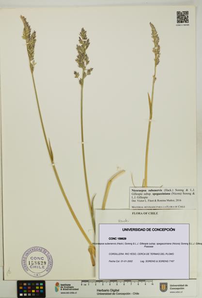 Nicoraepoa subenervis subsp. spegazziniana [Espécimen: UDEC:CONC:0158629]