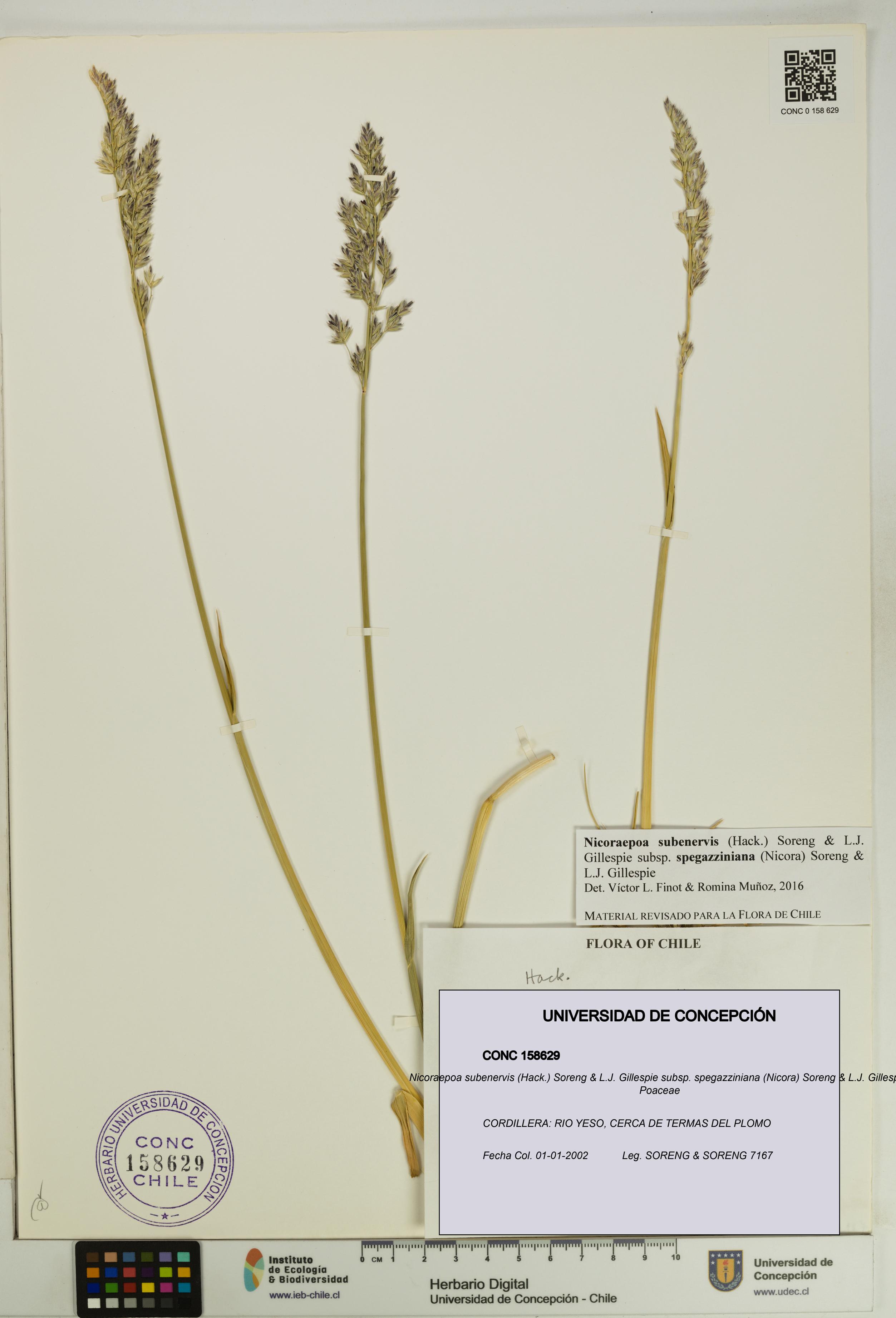 Nicoraepoa subenervis subsp. spegazziniana [Espécimen: UDEC:CONC:0158629]