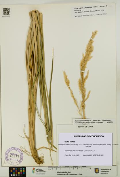 Nicoraepoa andina subsp. chonotica [Espécimen: UDEC:CONC:0158632]