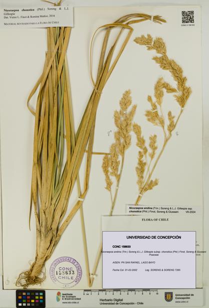 Nicoraepoa andina [Espécimen: UDEC:CONC:0158633]