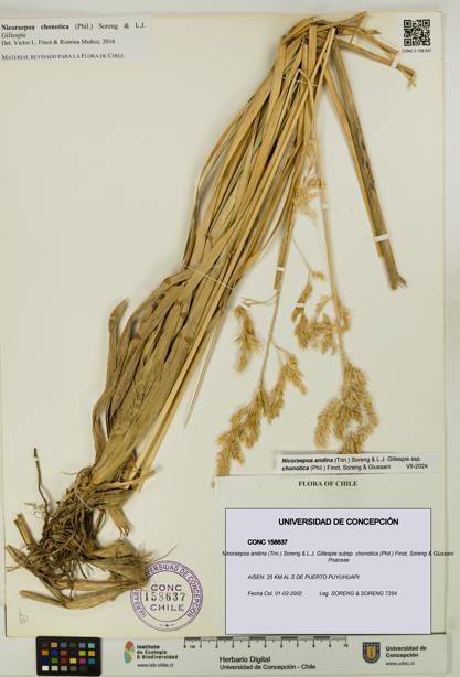 Nicoraepoa andina subsp. chonotica [Espécimen: UDEC:CONC:0158637]