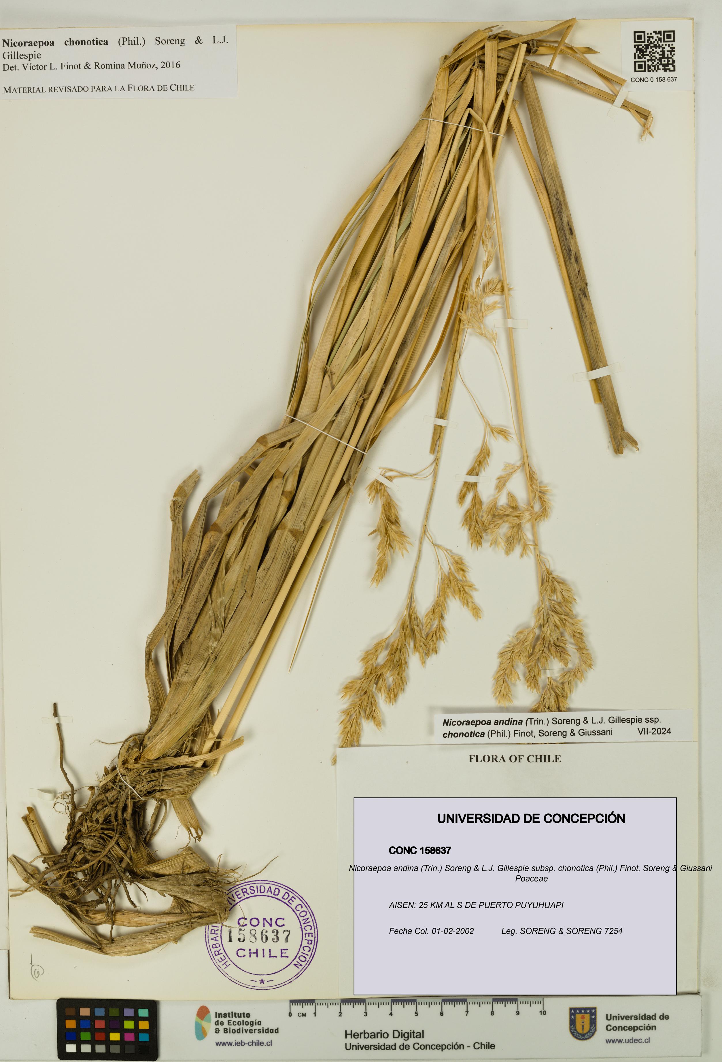 Nicoraepoa andina subsp. chonotica [Espécimen: UDEC:CONC:0158637]