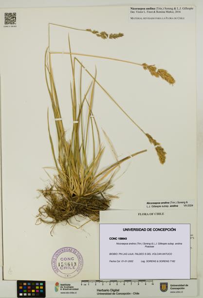 Nicoraepoa andina subsp. andina [Espécimen: UDEC:CONC:0158643]