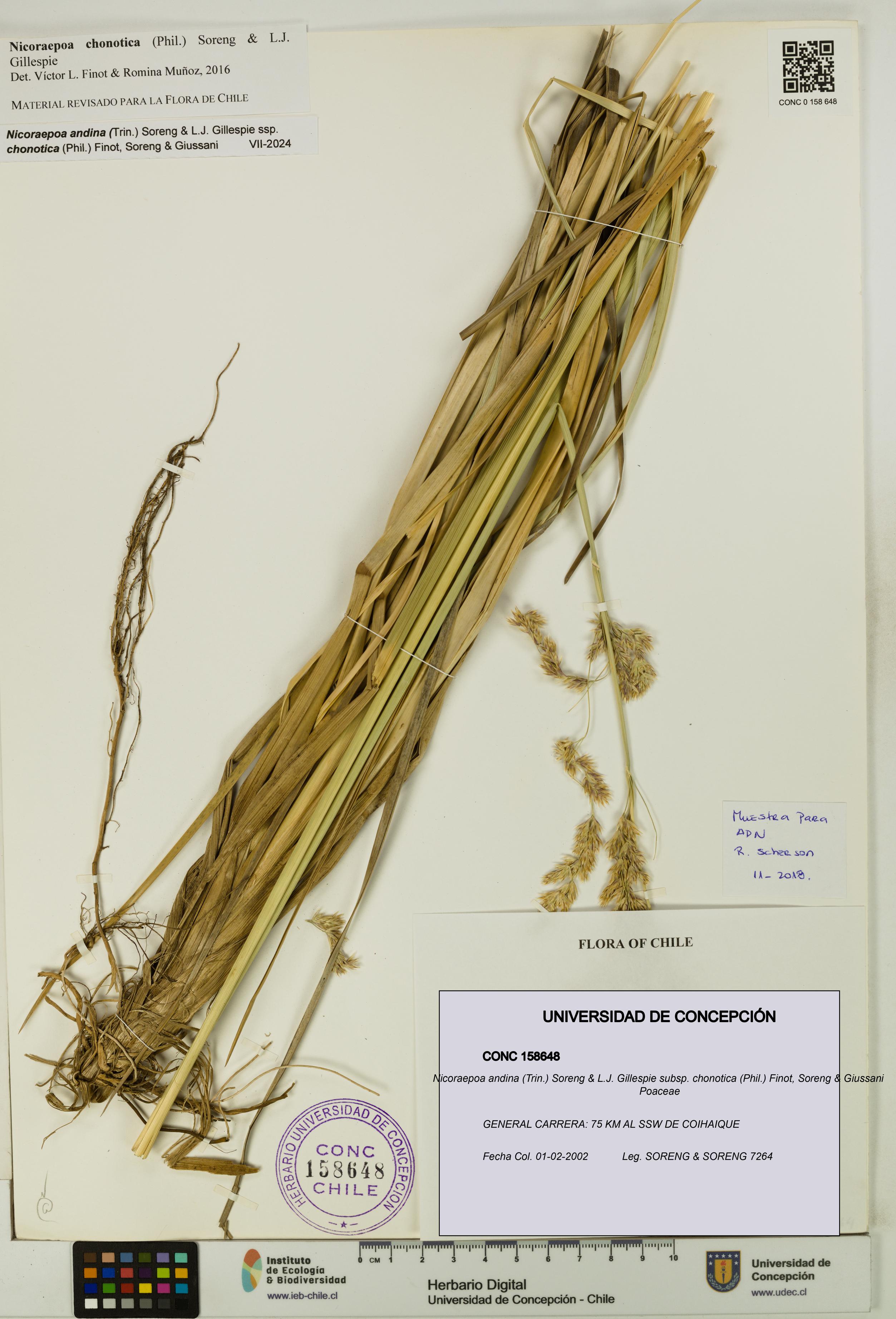 Nicoraepoa andina subsp. chonotica [Espécimen: UDEC:CONC:0158648]