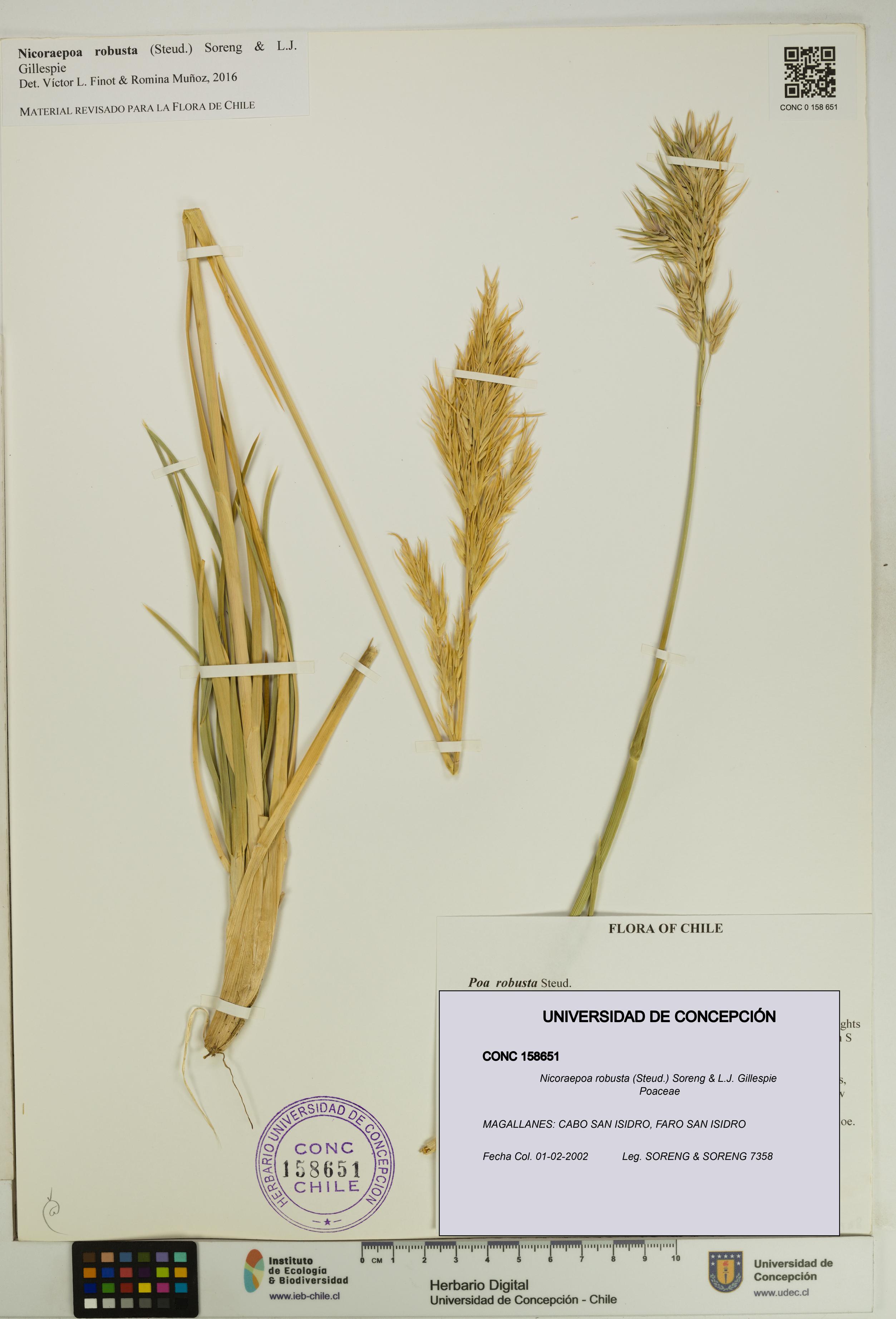 Nicoraepoa robusta [Espécimen: UDEC:CONC:0158651]