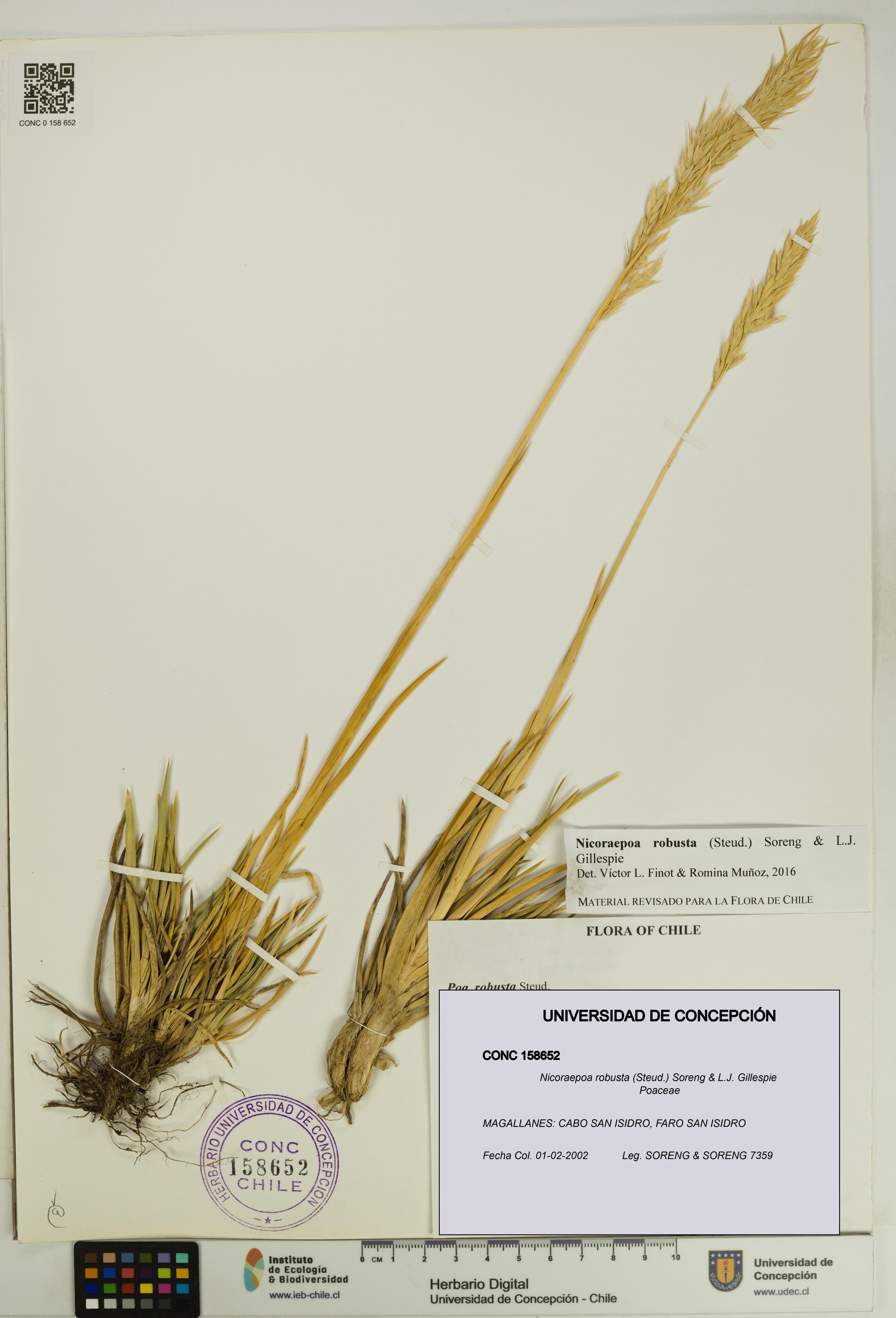 Nicoraepoa robusta [Espécimen: UDEC:CONC:0158652]