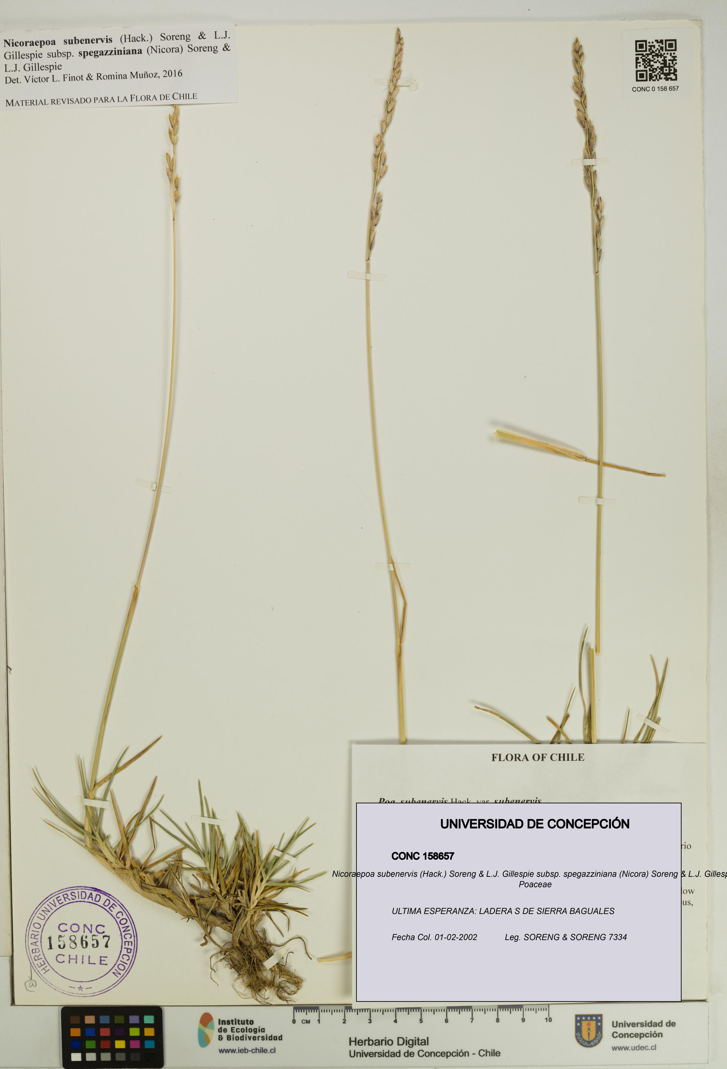 Nicoraepoa subenervis subsp. spegazziniana [Espécimen: UDEC:CONC:0158657]