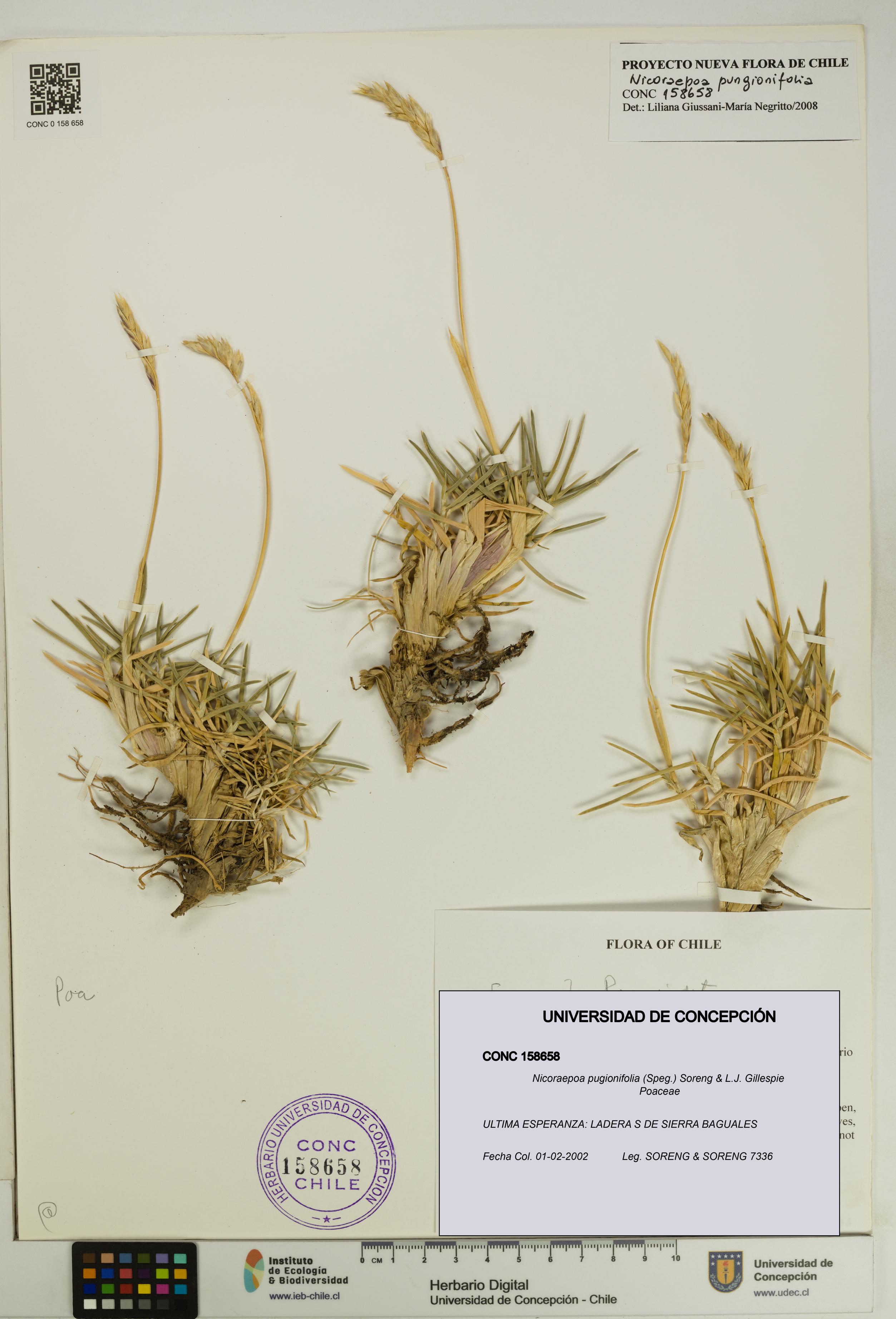Nicoraepoa pugionifolia [Espécimen: UDEC:CONC:0158658]