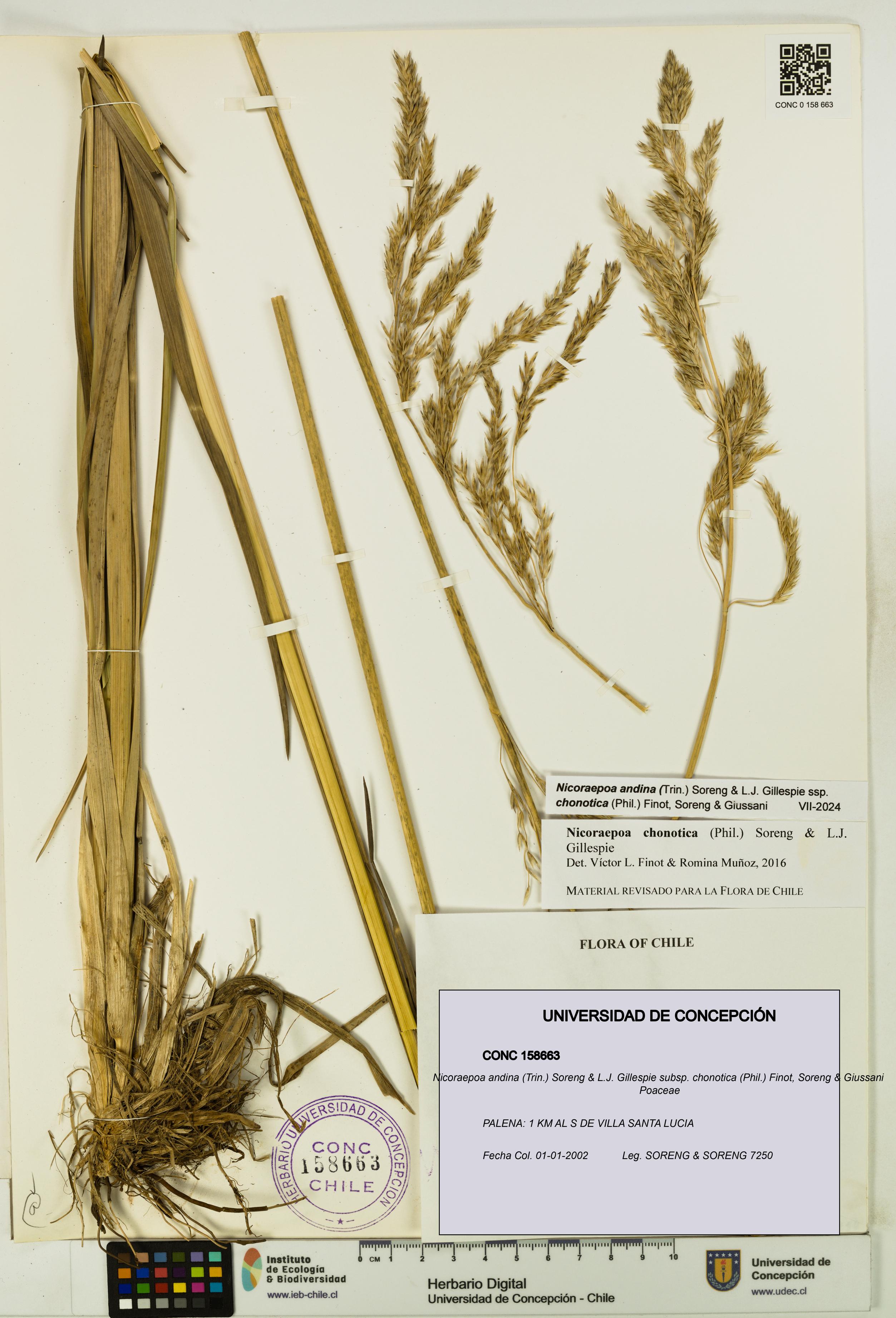 Nicoraepoa andina subsp. chonotica [Espécimen: UDEC:CONC:0158663]