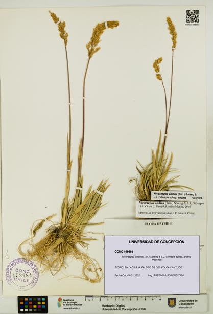 Nicoraepoa andina subsp. andina [Espécimen: UDEC:CONC:0158684]