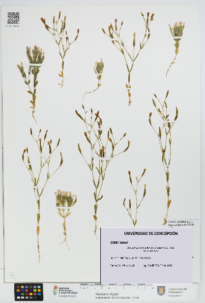 Centaurium cachanlahuen [Espécimen: UDEC:CONC:0158697]