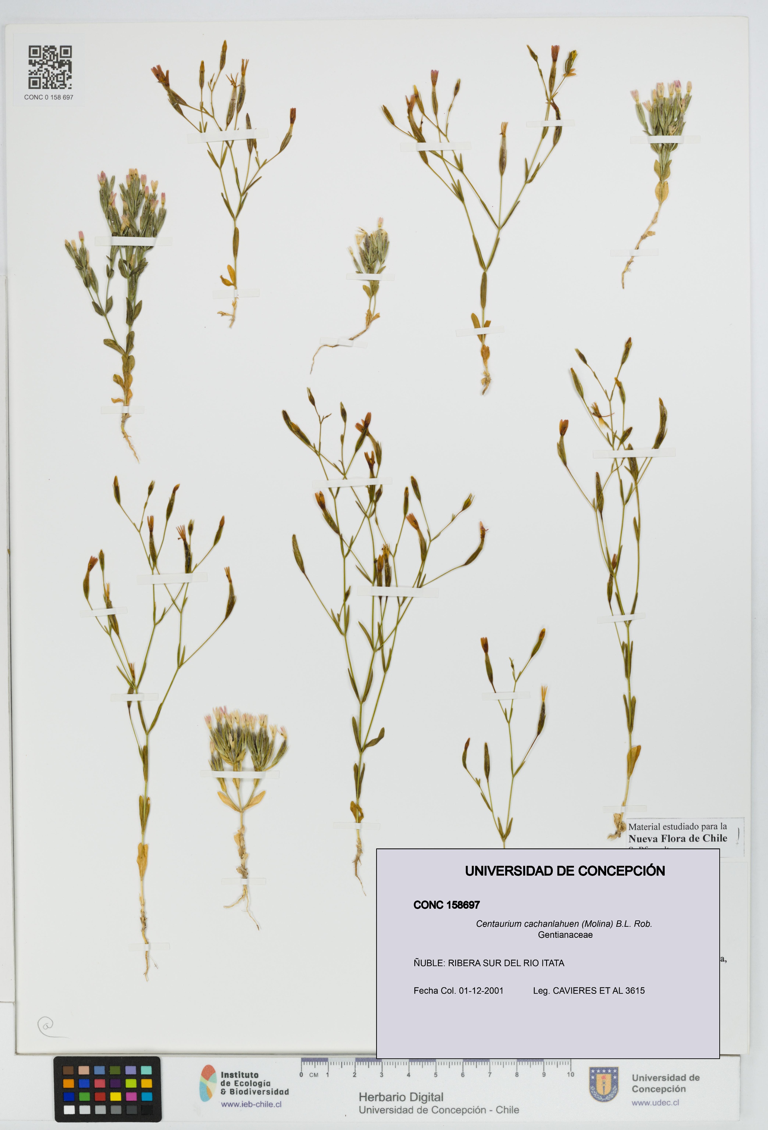Centaurium cachanlahuen [Espécimen: UDEC:CONC:0158697]