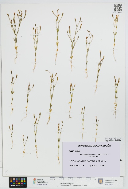 Centaurium cachanlahuen [Espécimen: UDEC:CONC:0158701]