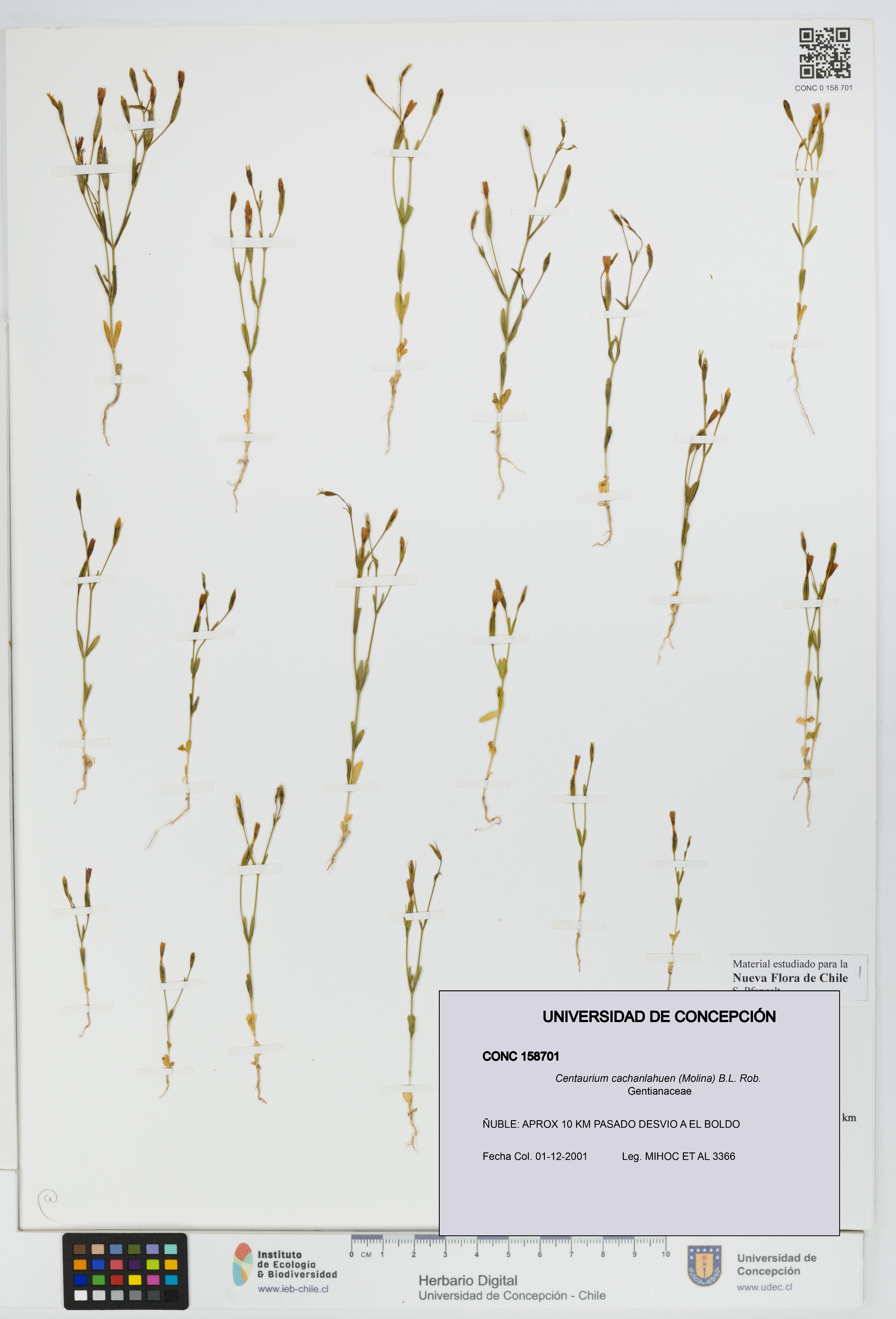 Centaurium cachanlahuen [Espécimen: UDEC:CONC:0158701]