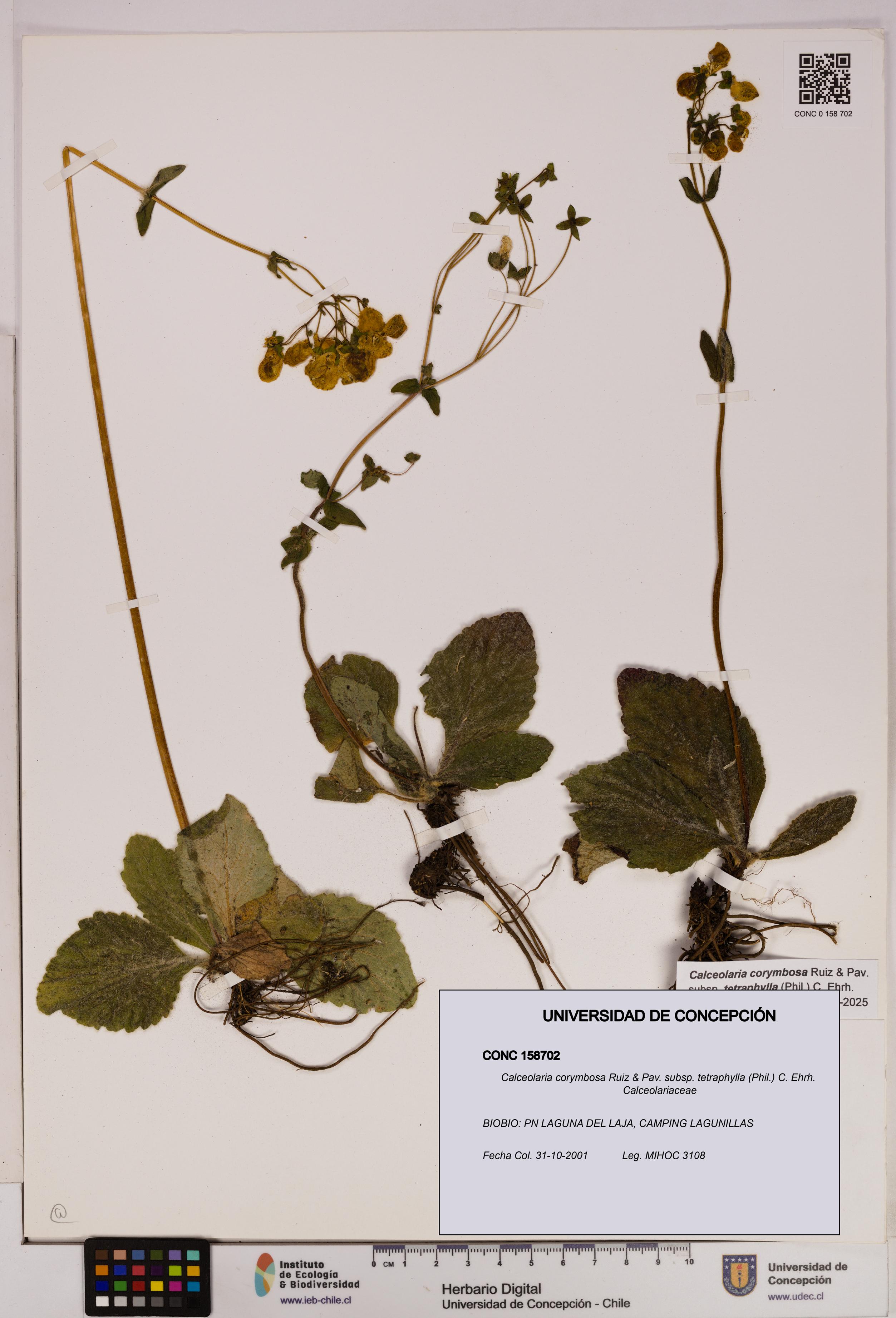 Calceolaria corymbosa [Espécimen: UDEC:CONC:0158702]