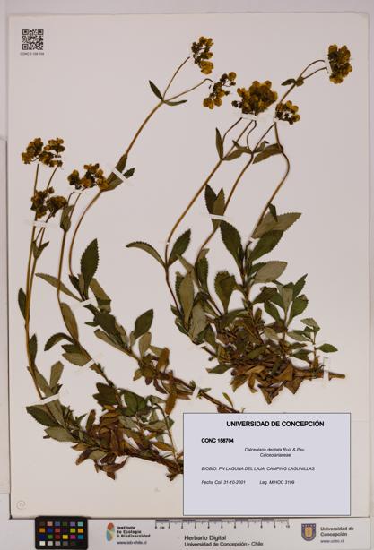 Calceolaria dentata [Espécimen: UDEC:CONC:0158704]