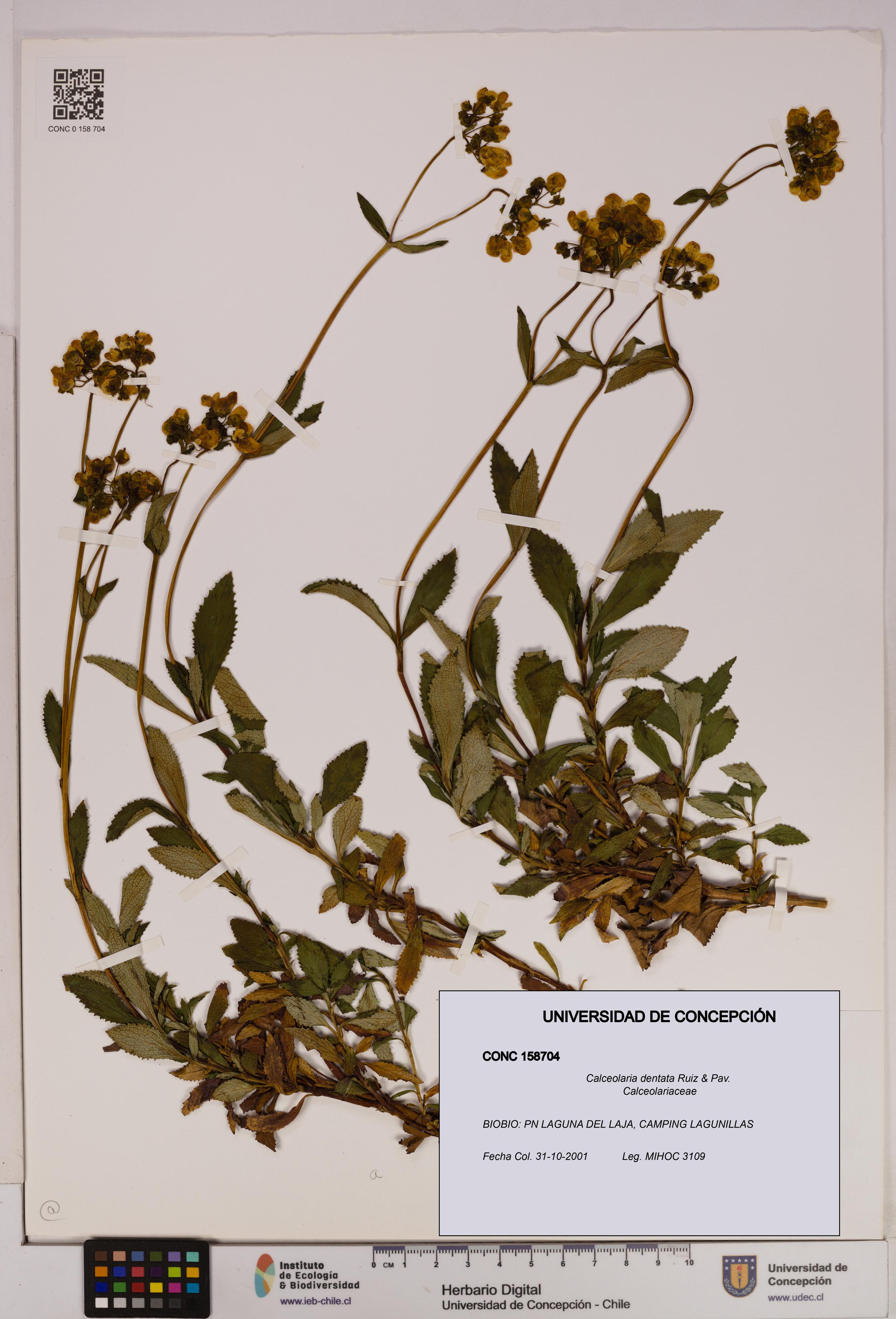 Calceolaria dentata [Espécimen: UDEC:CONC:0158704]