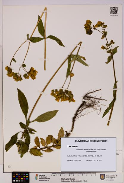 Calceolaria dentata subsp. dentata [Espécimen: UDEC:CONC:0158705]