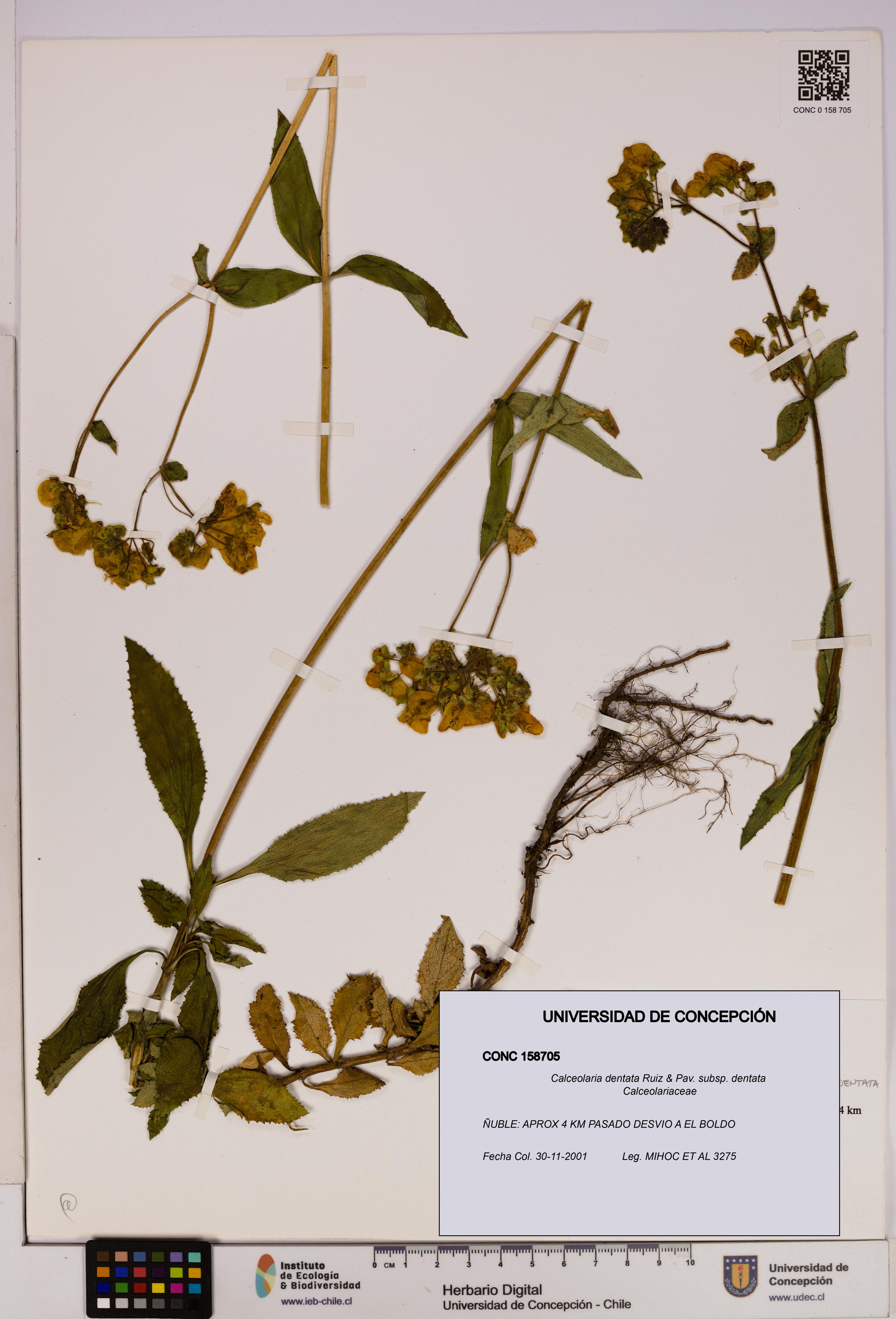 Calceolaria dentata subsp. dentata [Espécimen: UDEC:CONC:0158705]