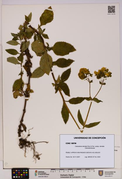 Calceolaria dentata subsp. dentata [Espécimen: UDEC:CONC:0158706]