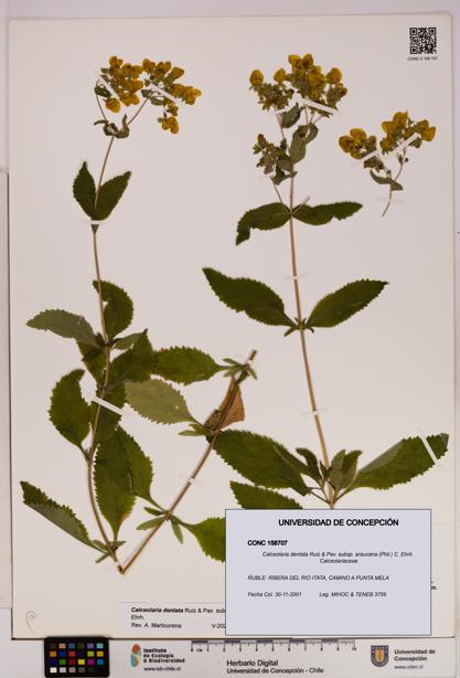 Calceolaria dentata subsp. araucana [Espécimen: UDEC:CONC:0158707]