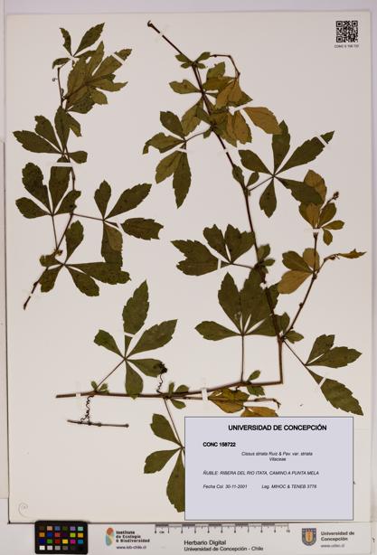 Cissus striata var. striata [Espécimen: UDEC:CONC:0158722]