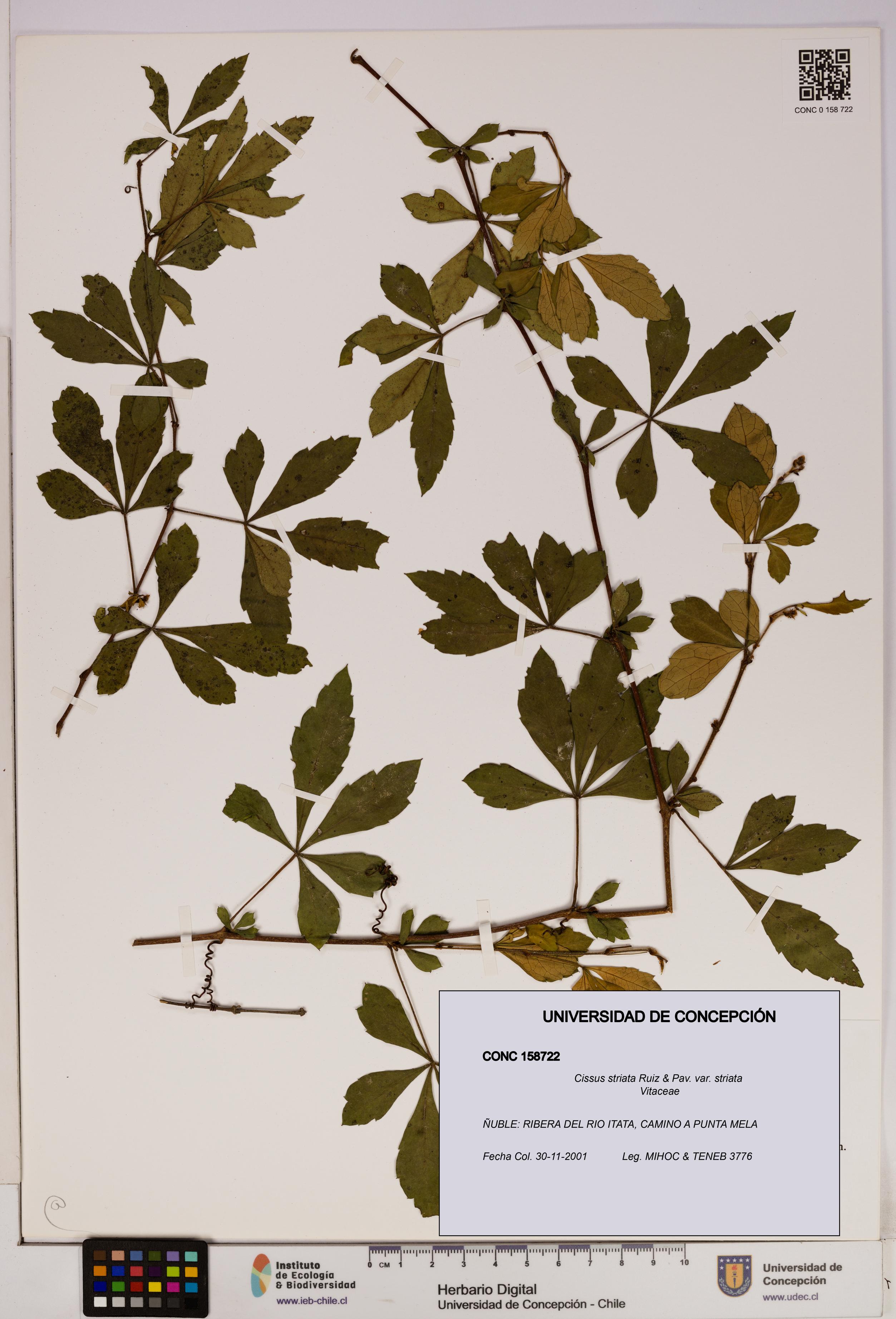 Cissus striata var. striata [Espécimen: UDEC:CONC:0158722]