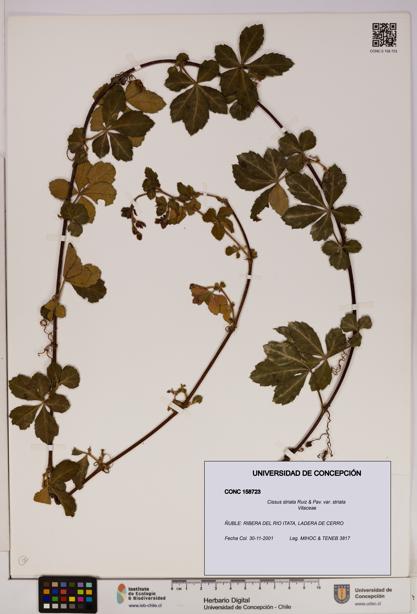 Cissus striata var. striata [Espécimen: UDEC:CONC:0158723]